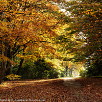 Buy canvas prints of Autumn Woodland at Wentworth Woodhouse  by Joy Newbould