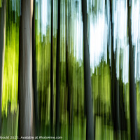Buy canvas prints of Abstract Tree Trunks in Spring by Joy Newbould