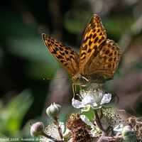 Buy canvas prints of Butterfly - Silver Washed Fritillary by Joy Newbould