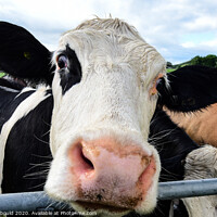Buy canvas prints of Cow Close Up by Joy Newbould