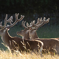 Buy canvas prints of Stags in a line by Joy Newbould