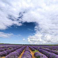 Buy canvas prints of Lavender Field in Norfolk by Joy Newbould