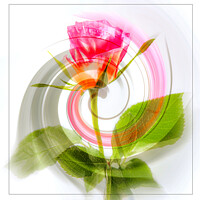 Buy canvas prints of Rose Twirl by Joy Newbould