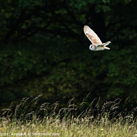 Buy canvas prints of Barn Owl in flight by Joy Newbould