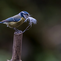 Buy canvas prints of Blue Tit with nesting resources by Stephen Gough