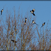 Buy canvas prints of Magpies by Julie Munckton