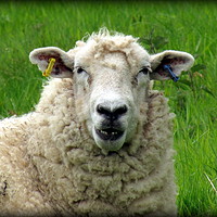 Buy canvas prints of Baa Day  by Julie Munckton