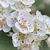 Buy canvas prints of                                     Blossom by Paul Trembling