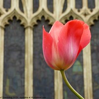 Buy canvas prints of Tulip in the church garden by Paul Trembling