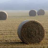 Buy canvas prints of Hay bales in a misty field by Paul Trembling