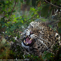 Buy canvas prints of A Leopard hiding in the thick African bush by Karl Daniels