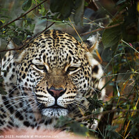 Buy canvas prints of Leopard checking out from a Bush by Karl Daniels