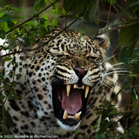 Buy canvas prints of African Leopard Roar by Karl Daniels