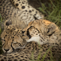 Buy canvas prints of Cheetah Love by Karl Daniels