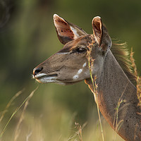 Buy canvas prints of Female Kudu Profile by Karl Daniels