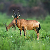 Buy canvas prints of Red Hartebeest Grazing by Karl Daniels