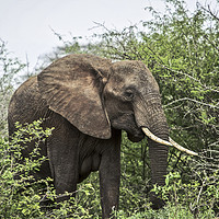 Buy canvas prints of The African Elephant by Karl Daniels