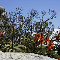 Buy canvas prints of Flora On Table Mountain by Karl Daniels