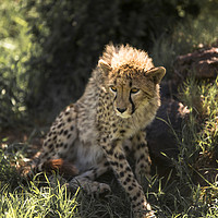 Buy canvas prints of Young Cheetah by Karl Daniels