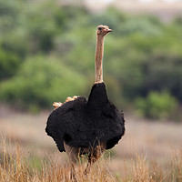 Buy canvas prints of Male Ostrich in Africa by Karl Daniels