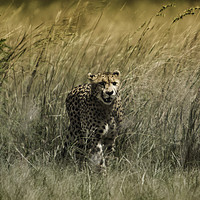 Buy canvas prints of Cheetah by Karl Daniels
