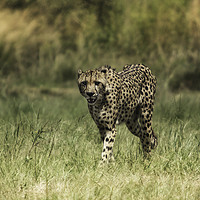 Buy canvas prints of Cheetah In the Open by Karl Daniels