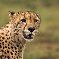 Buy canvas prints of Cheetah Portrait by Karl Daniels