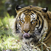Buy canvas prints of Tiger by Karl Daniels