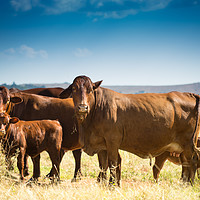 Buy canvas prints of Family of Cows by Karl Daniels