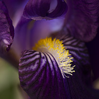 Buy canvas prints of Iris Closeup by Karl Daniels