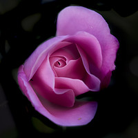 Buy canvas prints of Pink Rose On Black by Karl Daniels
