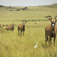 Buy canvas prints of Roan Antelope on Africa Savannah  by Karl Daniels