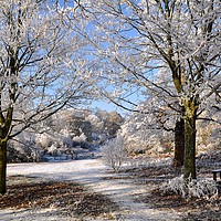 Buy canvas prints of Trees in winter by Adrian Susman
