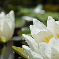 Buy canvas prints of Water Lily after a storm by Adrian Susman