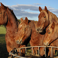 Buy canvas prints of Chesnut horses by Adrian Susman