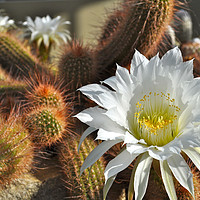 Buy canvas prints of Cactus Flower by Adrian Susman