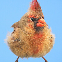 Buy canvas prints of Female Cardinal Gives Me The Eye by Jim Hughes