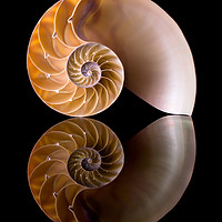 Buy canvas prints of Nautilus Shell Cross Section by Jim Hughes