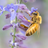 Buy canvas prints of Honey bee by Jim Hughes