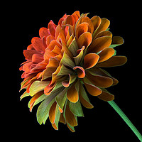 Buy canvas prints of Orange and Green Zinnia  by Jim Hughes