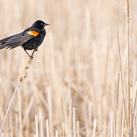 Buy canvas prints of Red-winged blackbird in a Minnesota wetland by Jim Hughes