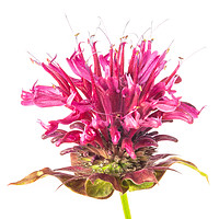 Buy canvas prints of Wild Bergamot also known as Bee Balm by Jim Hughes