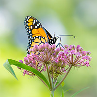 Buy canvas prints of Monarch Butterfly on Swamp Milkweed by Jim Hughes