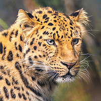 Buy canvas prints of Amur Leopard by Jim Hughes