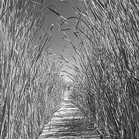 Buy canvas prints of Minnesota Cattails by Jim Hughes