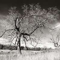 Buy canvas prints of Prairie Trees by Jim Hughes