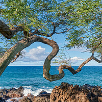 Buy canvas prints of Koa Tree on Maui by Jim Hughes