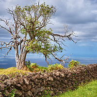 Buy canvas prints of Old Lava Wall and a Koa Tree by Jim Hughes
