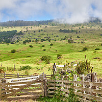 Buy canvas prints of Up Country Maui by Jim Hughes