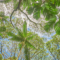 Buy canvas prints of Tropical Trees by Jim Hughes